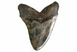 Serrated, Fossil Megalodon Tooth - South Carolina #160410-2